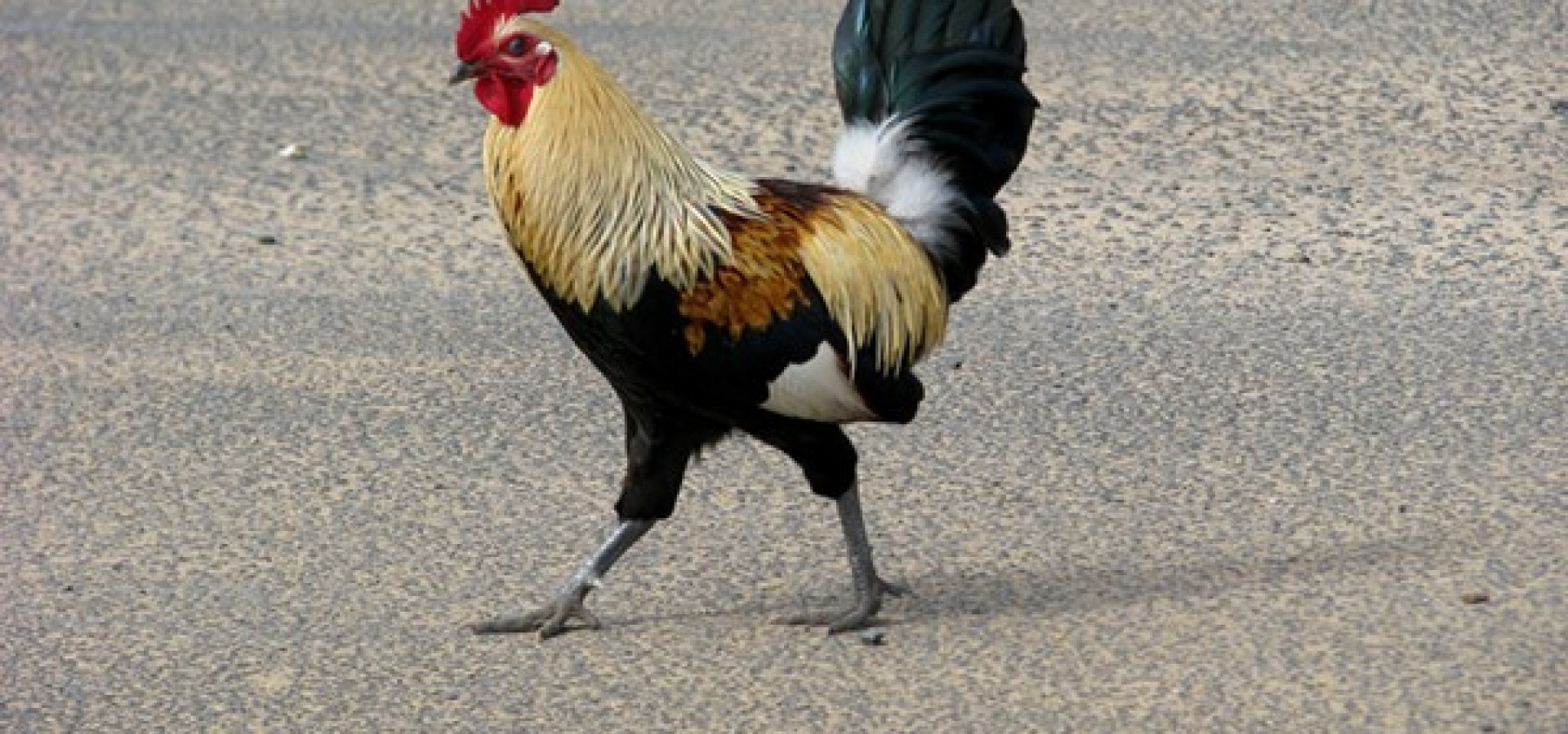 Savage Life: Why does my cuckold festish turn me on so much?