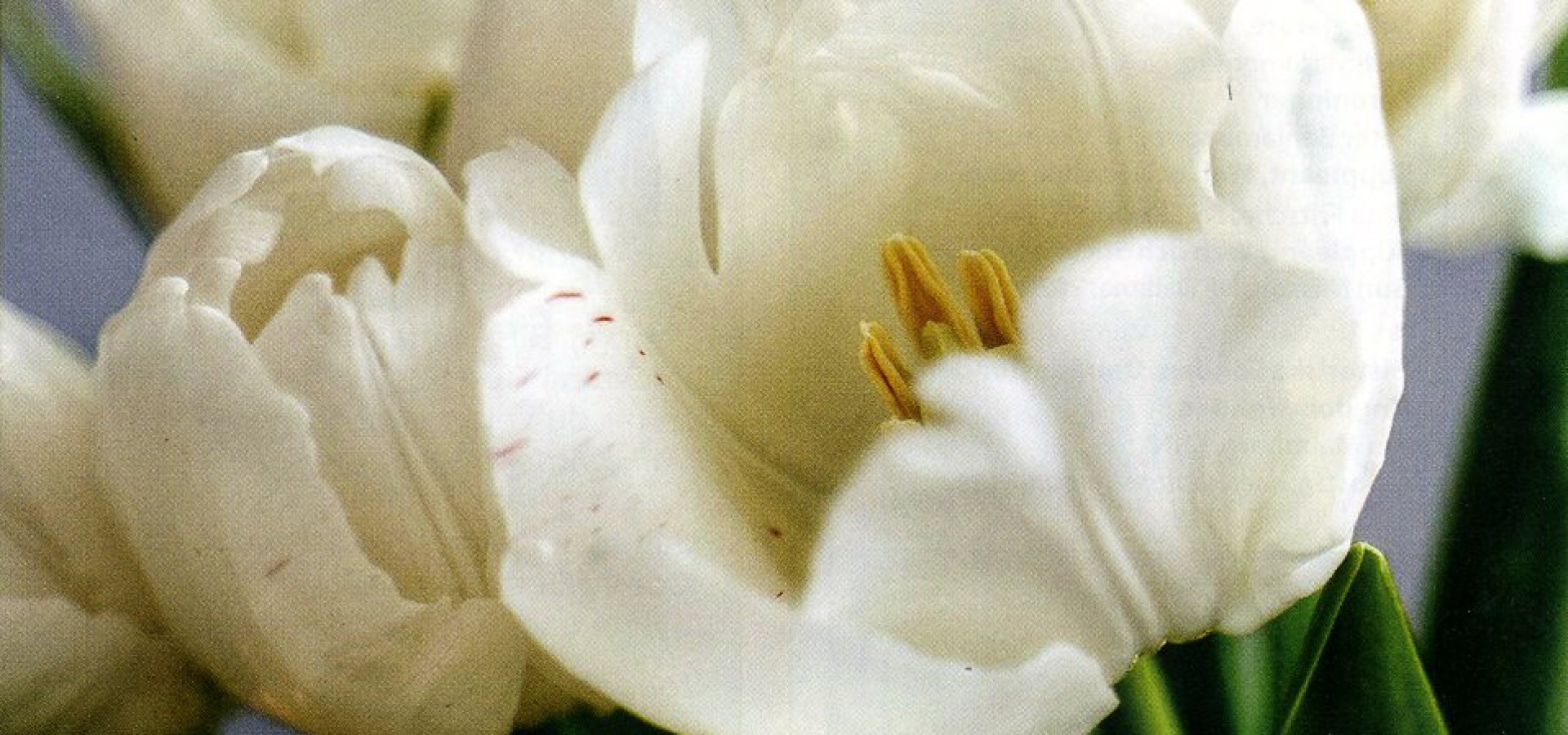 Tillsammans Nr. 1 Våren 2026, Årgång 53