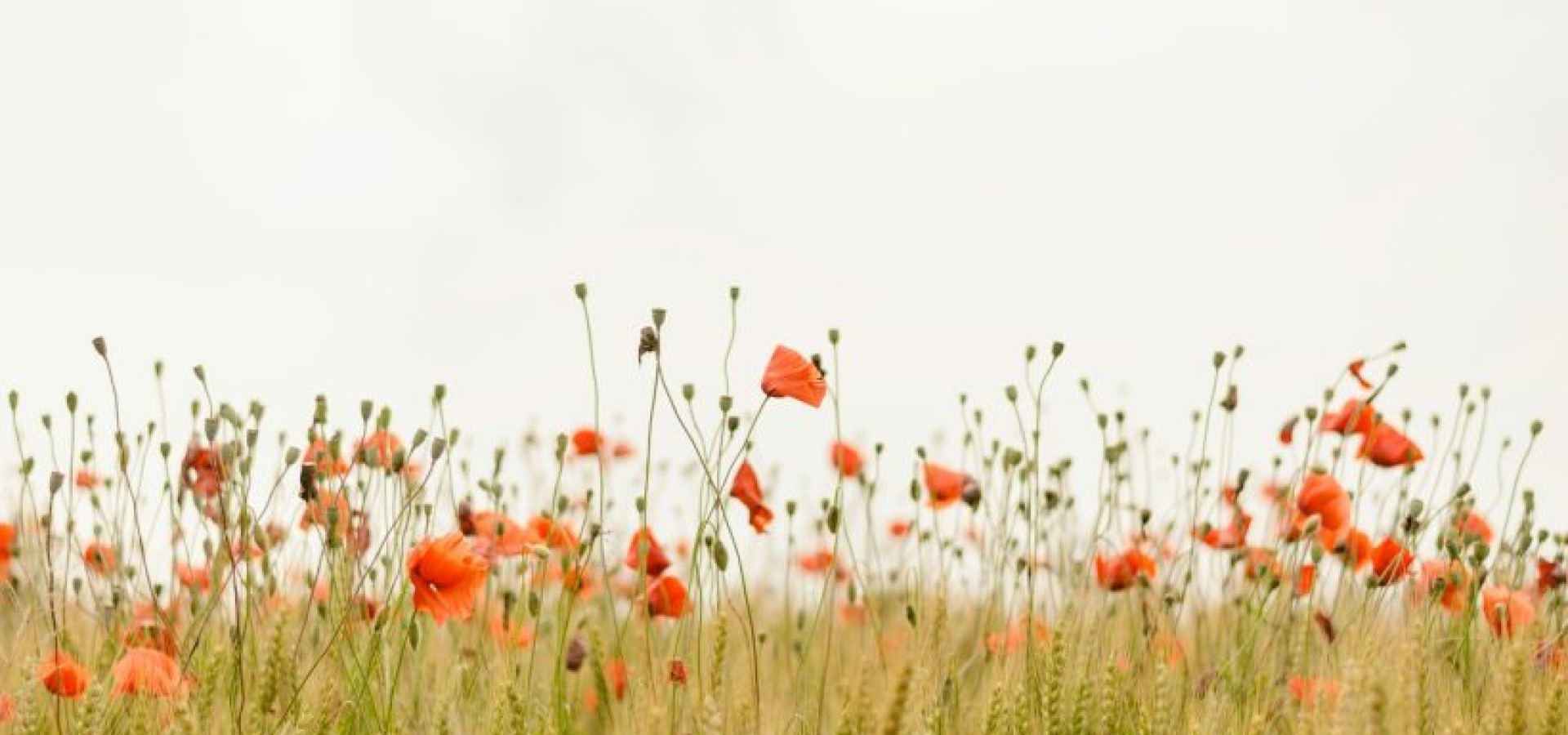 Tall Poppy Syndrome: Όταν πας να μειώσεις αυτόν που για κάποιο λόγο ξεχωρίζει