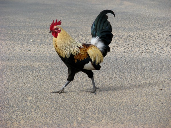 Savage Life: Why does my cuckold festish turn me on so much?